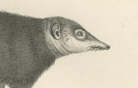 19th-Century Lithograph of Egyptian Mongoose, Dark Mongoose, and Ringtail Marten, close-up 2