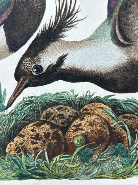Northern Lapwing Print, Tringa Vanellus Vulgaris by Nozeman and Sepp, 1770, view 11