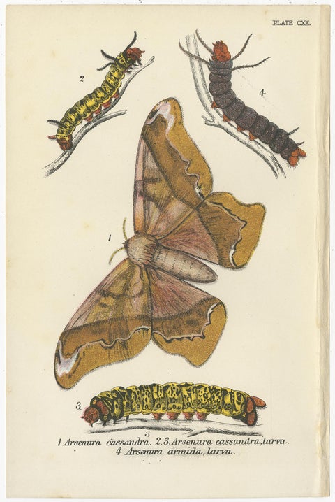 Set of 5 Antique Prints of Various Moths by Lloyd, circa 1897, view 3