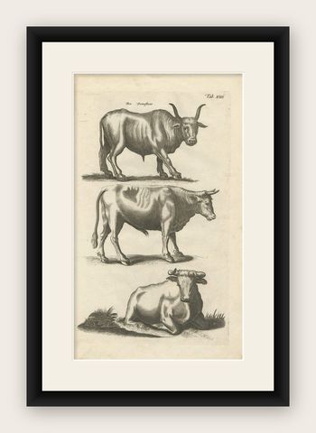 Antique Print of the Domestic Cow by J. Jonston, 1657, shown framed