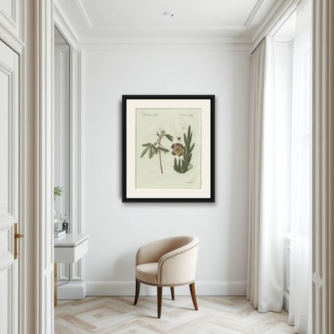 Original Antique Botanical Print of Carrion Flower and Mimosa by Bertuch, 1805, shown framed in a room