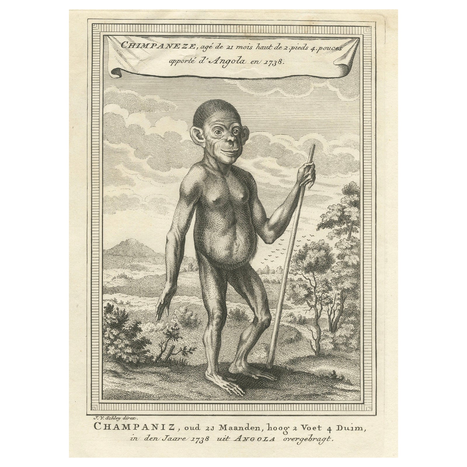 The Chimpanzee from Angola: Enlightenment Era Natural History Engraving, 1738