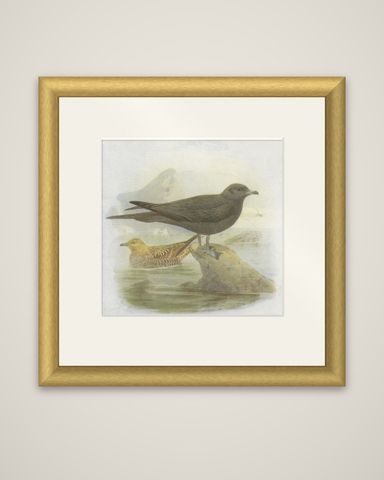 Antique Bird Print of Richardson's Skua, 1907, shown framed