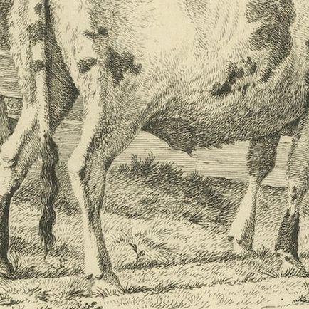 Etching of Grazing Cow by Fence: Farm Scene, Produced by A.Oberman in 1809, close-up 6