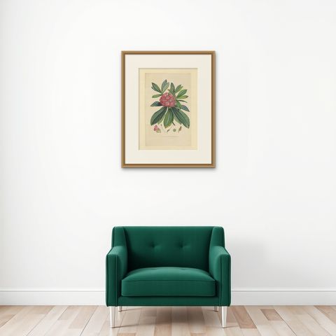 Large Original Antique Flower Lithograph of the Rhododendron Barbatum, 1849, shown framed on a wall