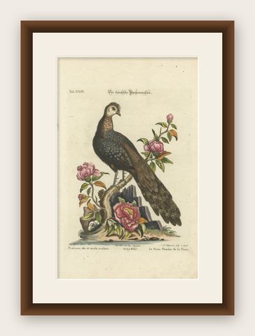 Chinese Peacock-Pheasant, Hand-Colored Engraving by Edwards & Seligmann, c.1770, shown framed