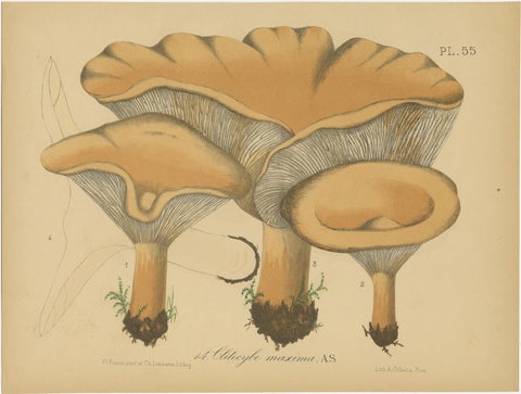 Set of 2 Antique Mycology Prints of Various Fungi by Barla, circa 1890, view 2