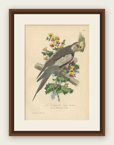 Antique Bird Print of the Cockatiel '1853', shown framed