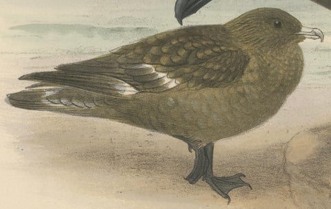 The Common Skua: Hand-colored from Dresser's Birds of Europe (1871-1896), close-up 3