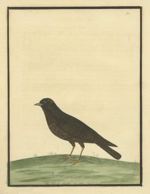 Antique Hand-Colored Engraving of The Black Lark by Eleazar Albin, circa 1730, close-up 1