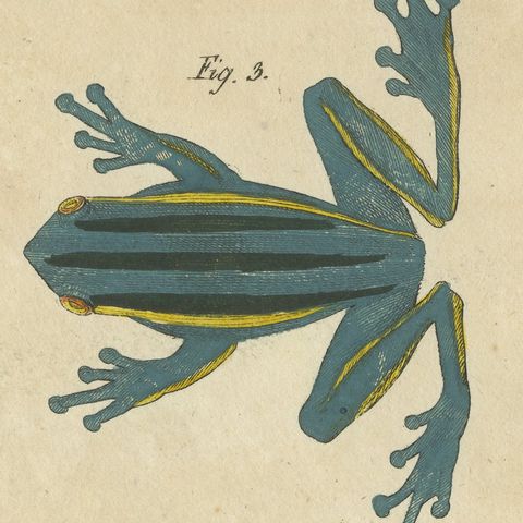 Four Colourful Tree Frogs, Antique Bertuch Print, Vienna, circa 1815, close-up 4
