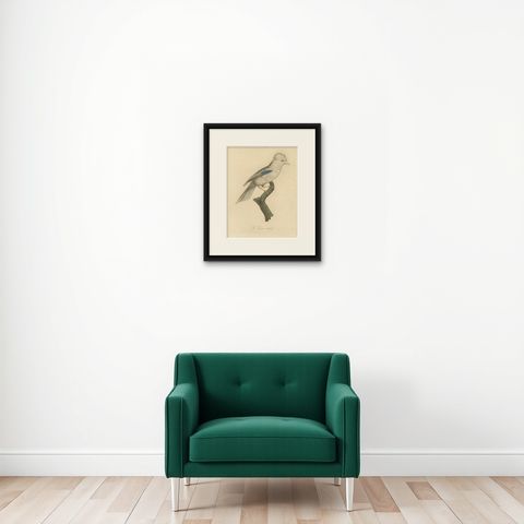 Le Geai varié (The Varied Jay): A 19th-Century Hand-Colored Bird Print, shown framed on a wall