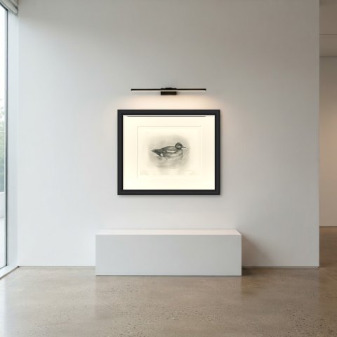 Wigeon Drake Swimming, Plate CLXXIX after Lilian Medland, c. 1909, shown framed in a room