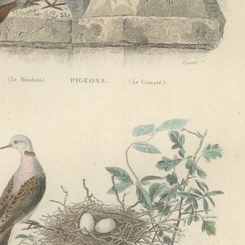 Set of 3 Antique Bird Prints, Blackcap, Whitethroat, Turtledove, circa 1850, close-up 1