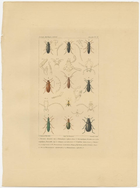 Original Antique Print of Various Beetles and Other Insects, 1834, view 2