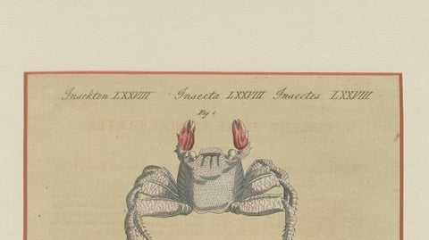Antique Exotic Crabs & Fiddler Crab Engraving, Bertuch, c. 1813, close-up 6
