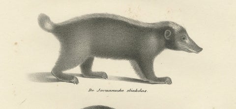 19th-Century Lithograph of Collared Peccary, Javanese Skunk and Nordic Wolverine, close-up 5