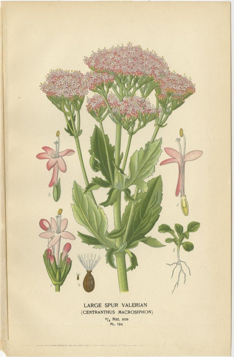 Antique Botanical Prints: Bouvardia Longiflora, Crossworts & Large Spur Valerian, view 4