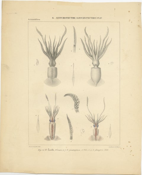 Antique Print of Onychoteuthis Squid species, view 2