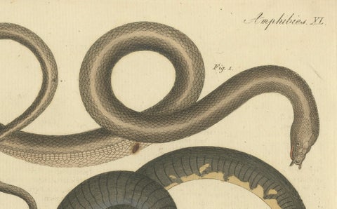 Antique Handcolored Engraving of Amphibious Eels and Snakes, c.180, close-up 3