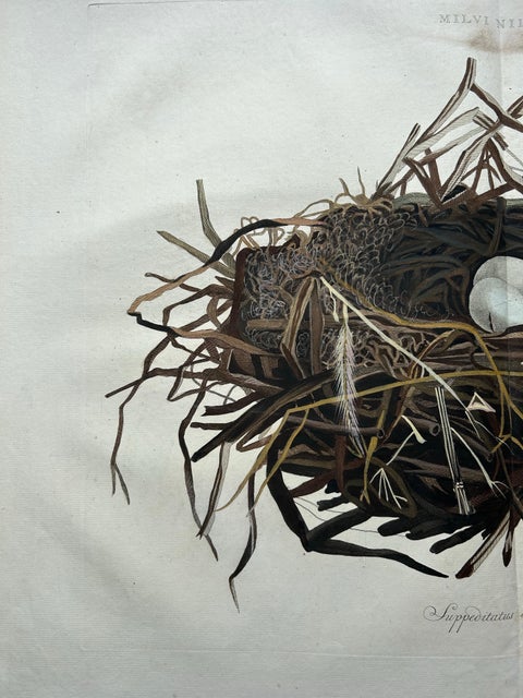 Western Marsh Harrier Nest, Antique Double-Page Engraving, Nozeman & Sepp 1770, view 4