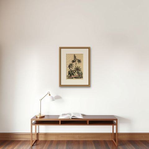Botanical Illustration of the Castor Oil Plant (Ricinus communis), 1696, shown framed on a wall