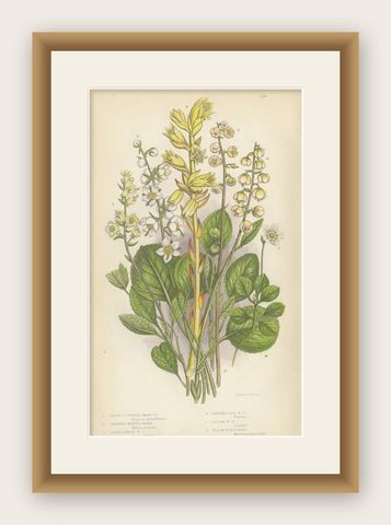 Antique Botany Print of the Large Flowered Moneses, c.1860, shown framed