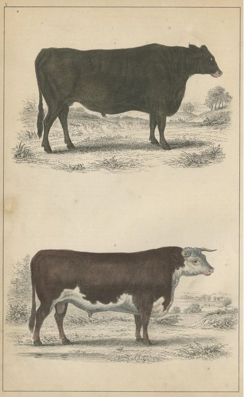 Antique Print of a Suffolk Ox and Herefordshire Bull by Fullarton, circa 1850, view 4