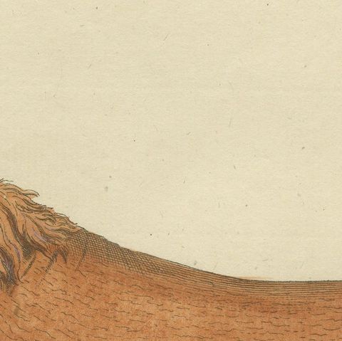 Original Antique Print of a Steller Sea Lion, close-up 1