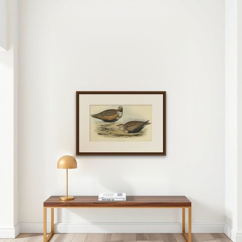 Antique Hand-Colored Bird Print of the Sand Grouse by Gould, 1832, shown framed on a wall