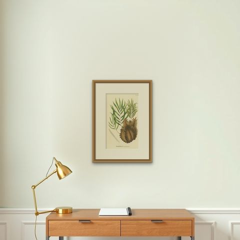 Rare, Artfully Crafted Lithograph of Ferns of Java 'Polypodium', 1829, shown framed on a wall