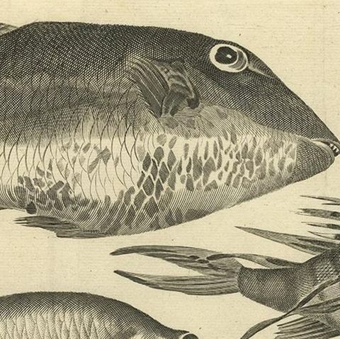 Engraving of a Sea Hogg, Amboina Fish, Stone Bream, Indian Herring Etc, Ca. 1744, close-up 1