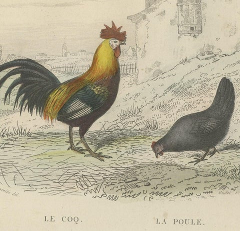 Antique Bird Print of a Rooster, Hen, Turkey & Guinea Fowl, 1841, close-up 1