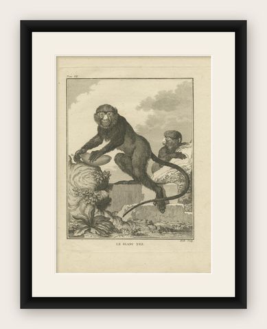 Antique Print of the Lesser Spot-Nosed Monkey by Buffon '1755', shown framed