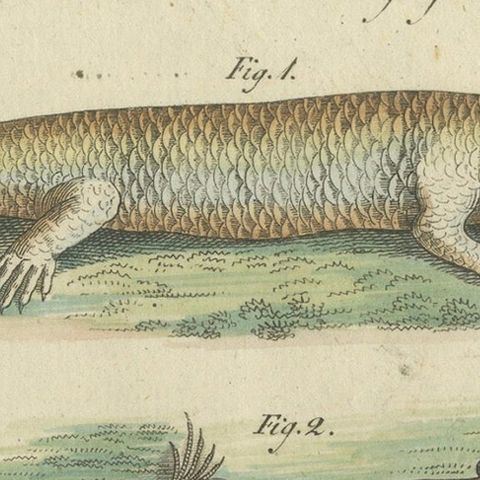 Antique Handcolored Engraving of Lizards and Newts, c.1800, close-up 4