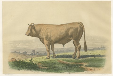 Comtois Bull, Antique French Cattle Breed Print, 1873