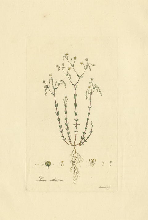 Antique Botany Engraving of Linum Catharticum, circa 1817, view 4