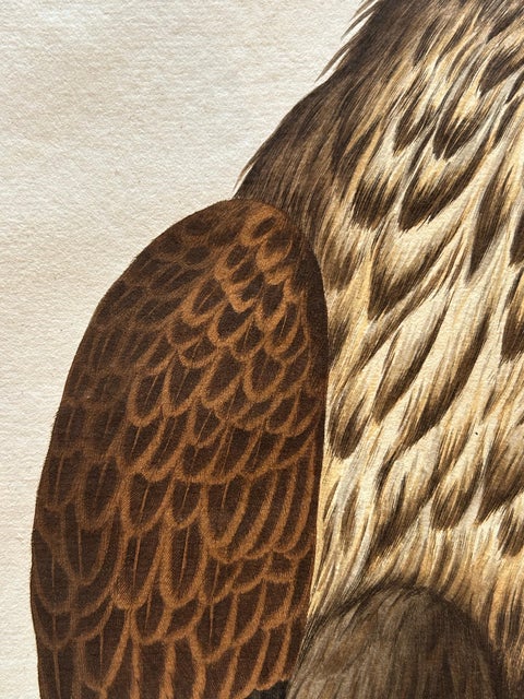 White-Tailed Eagle, Falco Leucocephalus Hornotinus, Antique Bird Print c.1829, view 3