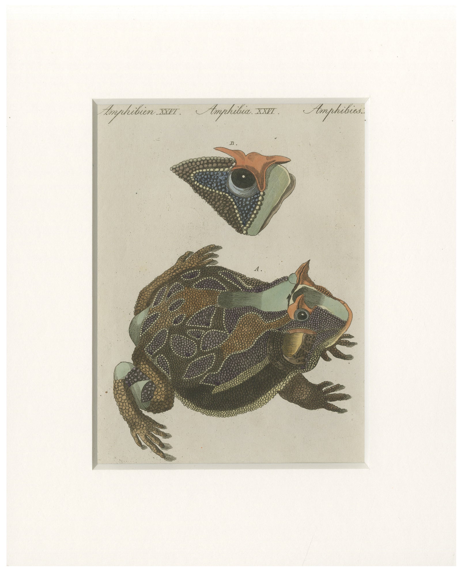 Antique South American Horned Frog Engraving, Bertuch, c. 1807