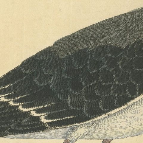 Antique Hand-Colored Engraving of The Great Black and White Gull by Albin, 1735, close-up 6