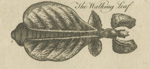 The Wonders of Nature: Exquisite 18th Century Engravings of Reptiles and Insects, close-up 2