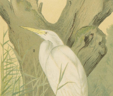 Great Egret or White Heron, Elegant German Ornithology Print c.1985, close-up 4
