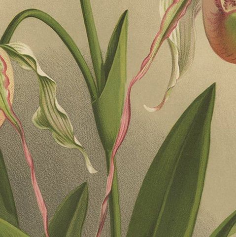 Antique Botanical Print, Exotic Orchid Selenipedium Hybridum Grande, c.1888, close-up 5