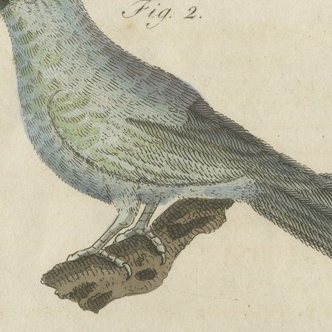 Tanagers and Java Sparrow Songbirds, Antique Bertuch Print, circa 1805, close-up 1