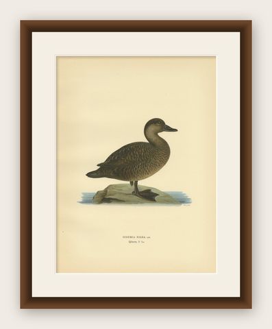 Antique Bird Print of a Female Black Scoter by Von Wright, 1929, shown framed