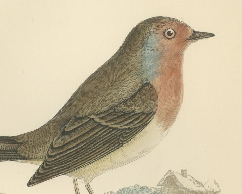 Robin Redbreast in Winter Snow by a Thatched Cottage, Morris, 1896, close-up 1