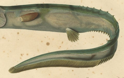 Antique Hand-Colored Fish Print of the Snub-Nosed Spiny Eel, 1842, close-up 3