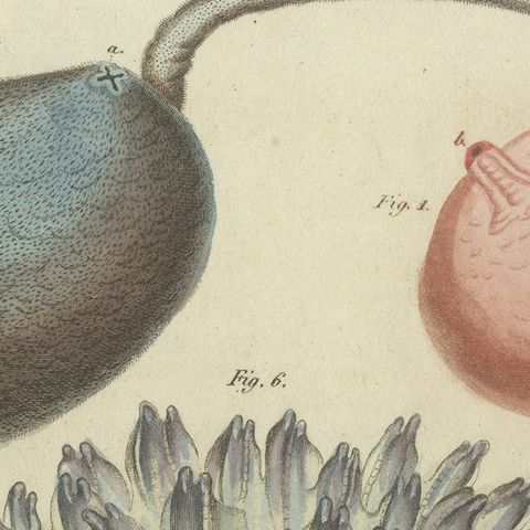 Antique Print of Various Molluscs Including the Boltenia Ovifera, close-up 1