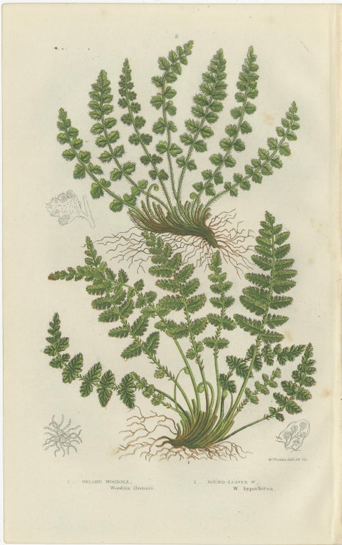 Oblong Woodsia, Marsh Fern and Mountain Fern, Botanical Triptych, 1873, view 2