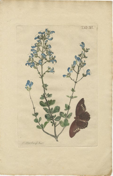 Rare Botanical Beauties with Butterflies, 1775 Plates from Meerburgh’s Garden, view 4